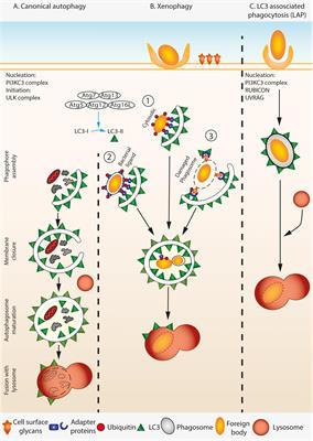 The Interplay of Host Autophagy and Eukaryotic Pathogens